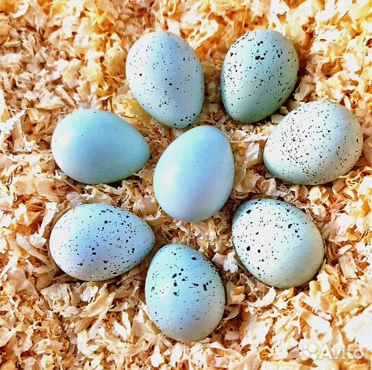 Инкубационное яйцо перепелов породы селадон