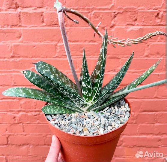 Гастерия. Суккулент