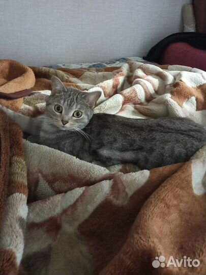 Передержка домашних животных