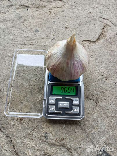 Продам чеснок