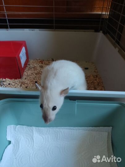 Декоративная крыса дамбо