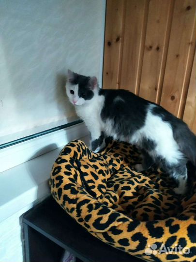 Кошка подросток в добрые руки