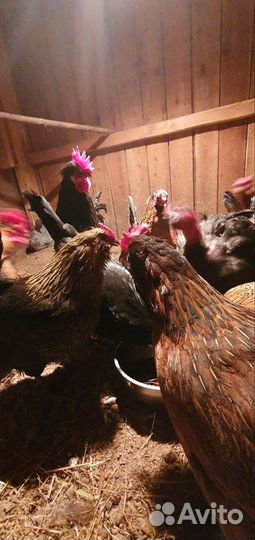 Яйцо инкубационное