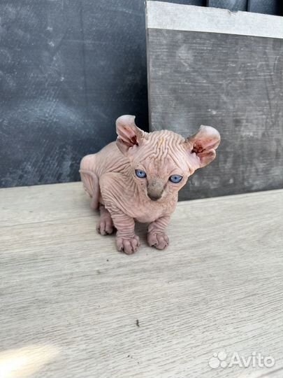 Канадский сфинкс котенок