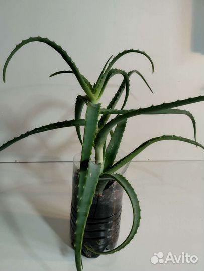 Алоэ лечебные укоренённые отростки