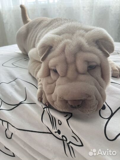 Шарпей Девочка