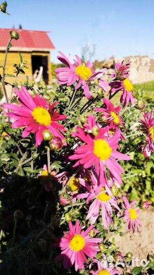 Хризантема шаровидная