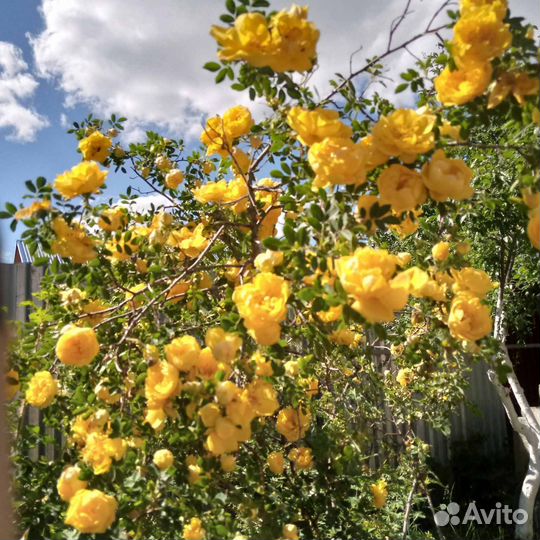 Саженец кустовой розы