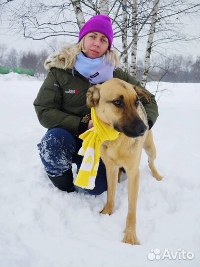 Лео-прекрасный пес ищет семью