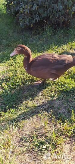 Индоутка мускусная утка