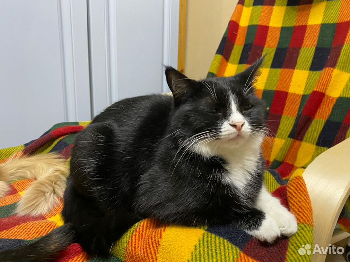 Брутальный кот в добрые руки, бесплатно