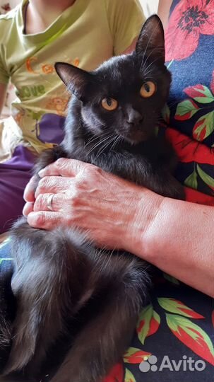 Кошка в дар