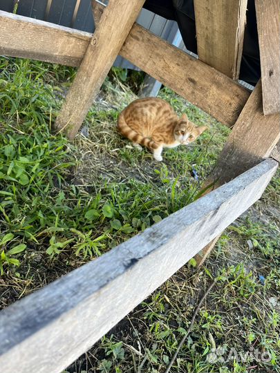 Кошка в дар