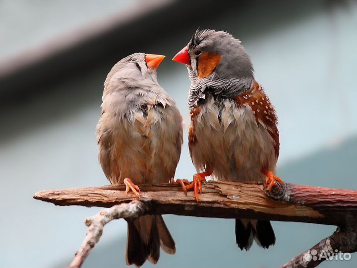 Отель для животных