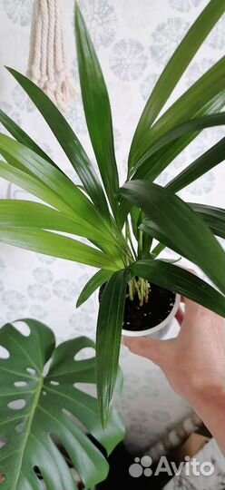 Пальма Арека хризалидокарпус