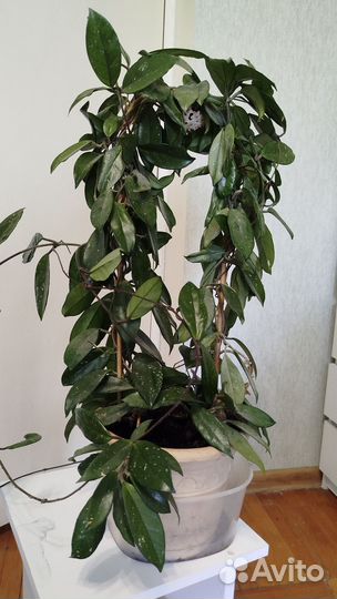 Комнатные домашние растения