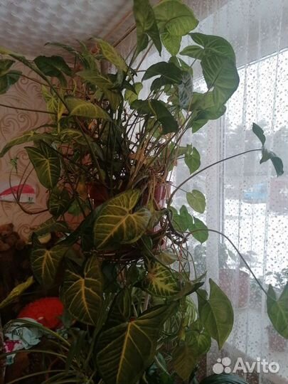 Сингониум, бальзамин, бегония