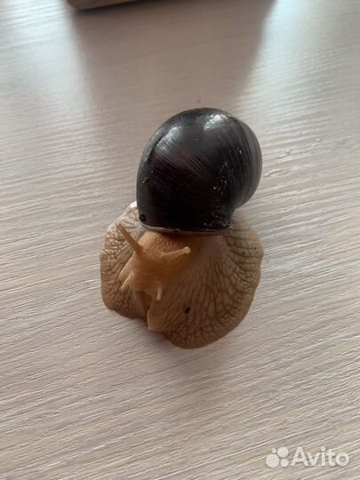 Улитки ахатины