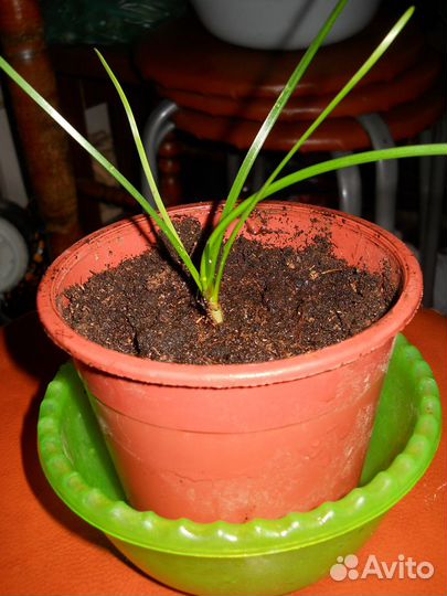 Домашние растения