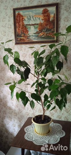 Китайская роза с бутонами