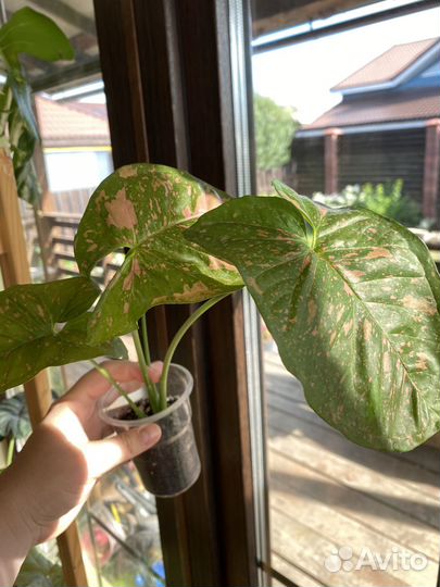 Сингониум Пинк Сплеш, Конфетти