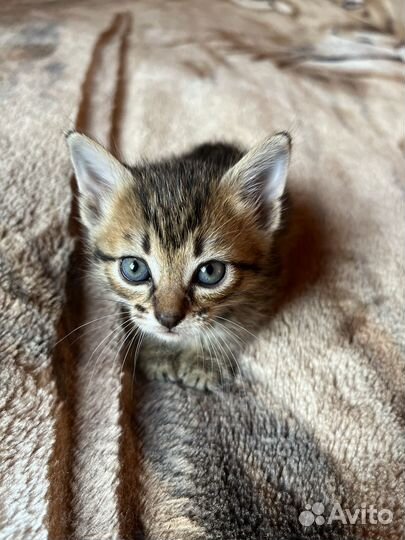 Котенок девочка 1 месяц