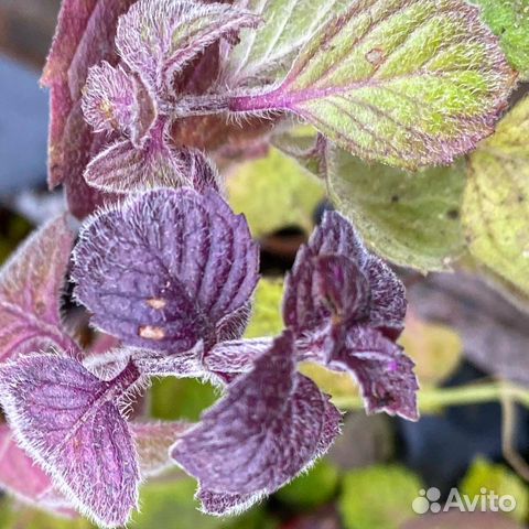 Яблочная мята, саженцы