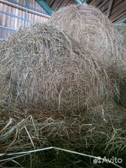 Продам сено в рулонах