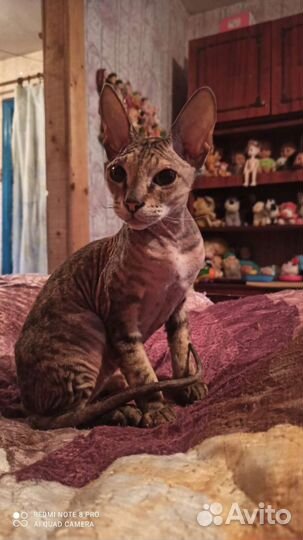 Кошки