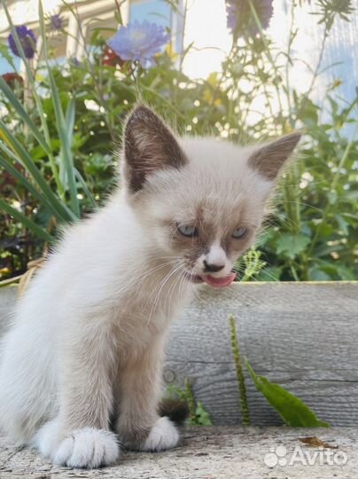 Котенок 2 месяца
