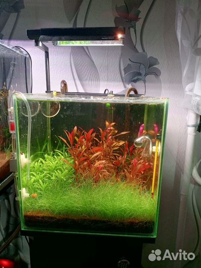 Аквариумная прополка