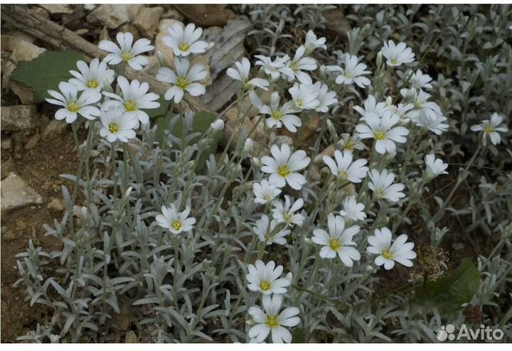 Цветы садовые