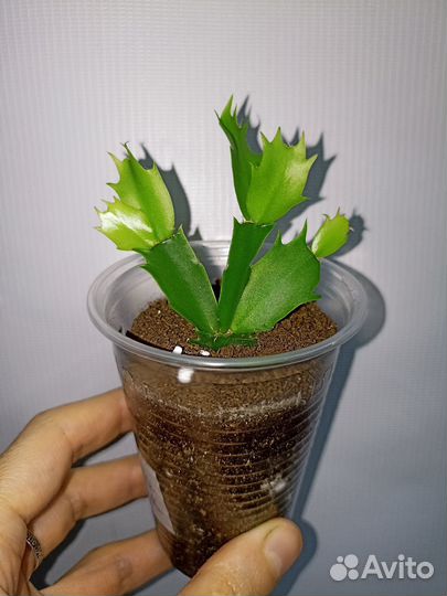 Декабрист Шлюмбергера Зигокактус