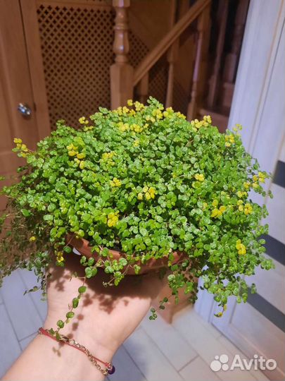 Солейролия