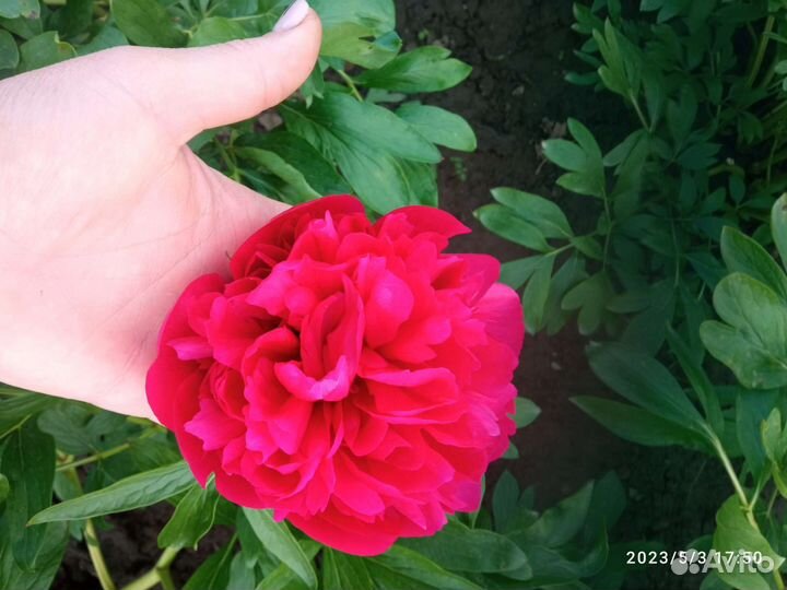 Оптом корни пионов