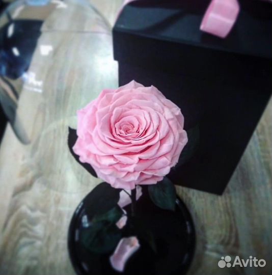 Живая роза в колбе