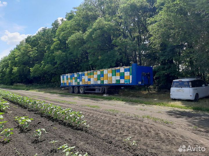 Мёд от пасечников. Мёд подсолнечный