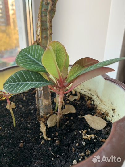 Молочай детки