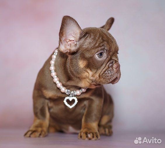 Французский бульдог, девочка