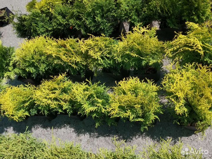 Саженец туи Голден Глоб