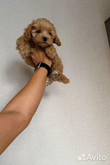 Мальтипу f1мини коричневая девочка, Москва