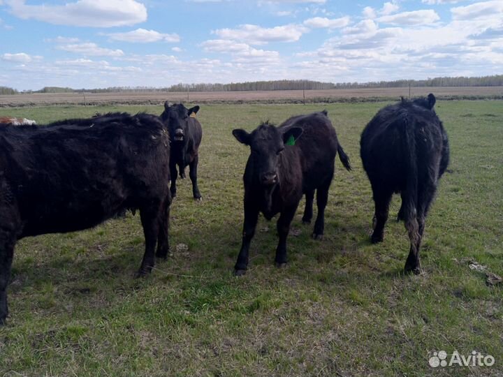 Тёлки абердин-ангус