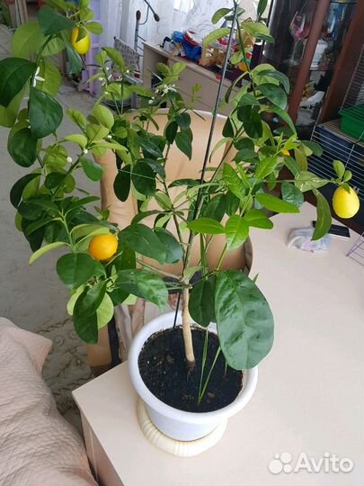 Лимон, кум-кват и мандарин плодоносящий