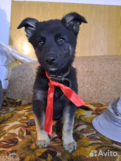 Прекрасная девочка Лора в добрые руки