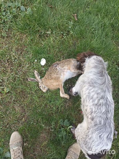 Русский охотничий спаниель вязка