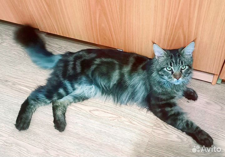 Мейкун в добрые руки