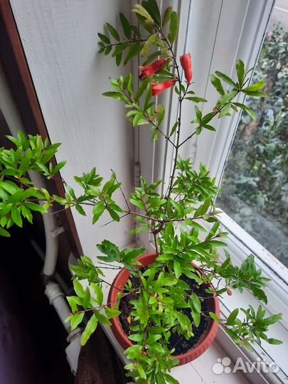 Гранат комнатный