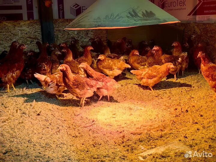 Куры молодки Ломан Браун
