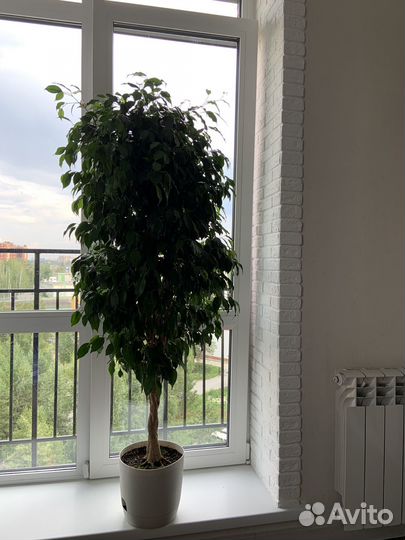 Живой цветок в горшке Фикус Бенджамина Даниэль