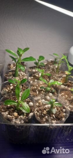 Адениум сеянцы микс